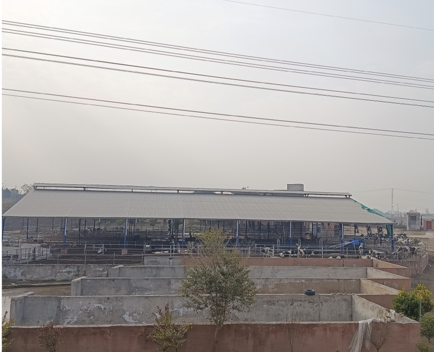 Shed 1 - Adult Milking Cows